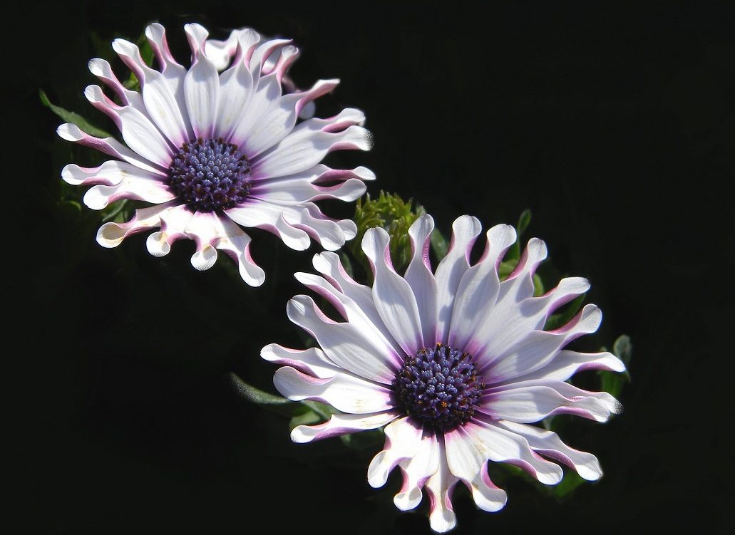 Fotos de flores Osteospermum