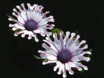 Fotos de flores Osteospermum